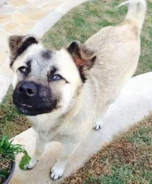 Cachorro raça SRD idade 7 a 11 meses nome lalla 