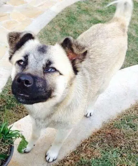 Cachorro ra a SRD idade 7 a 11 meses nome lalla 