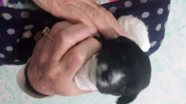 Cachorro ra a não definida idade Abaixo de 2 meses nome Filhotes
