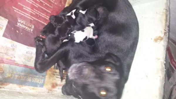 Cachorro ra a não definida idade Abaixo de 2 meses nome Filhotes