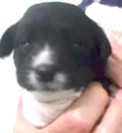 Cachorro raça não definida idade Abaixo de 2 meses nome Filhotes