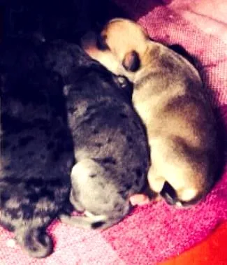 Cachorro ra a Vira-lata idade Abaixo de 2 meses nome -