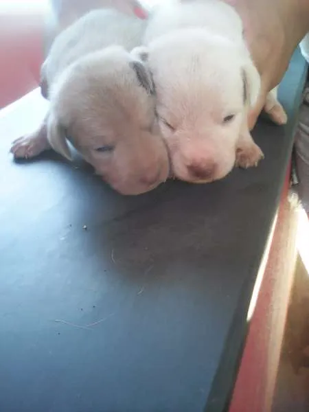 Cachorro raça Vira lata idade Abaixo de 2 meses nome Ainda nao Tem nome