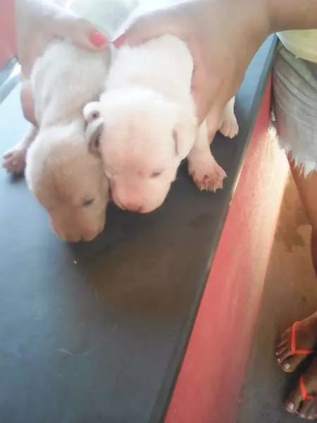 Cachorro raça Vira lata idade Abaixo de 2 meses nome Ainda nao Tem nome