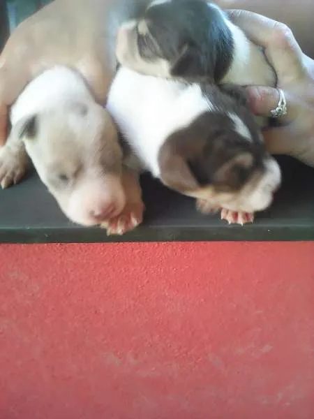 Cachorro raça Vira lata idade Abaixo de 2 meses nome Ainda nao Tem nome