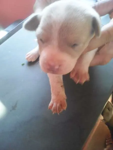 Cachorro raça Vira lata idade Abaixo de 2 meses nome Ainda nao Tem nome