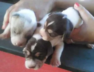 Cachorro raça Vira lata idade Abaixo de 2 meses nome Ainda nao Tem nome