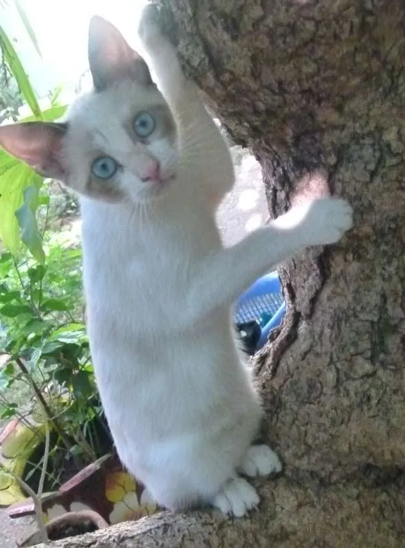 Gato ra a mestiços idade 2 a 6 meses nome Guri e Boneca