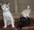 Pepa