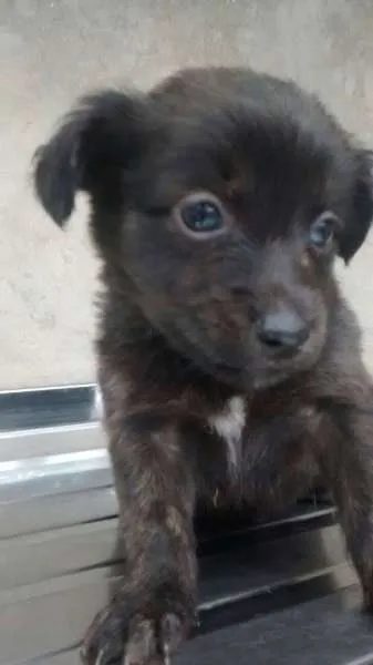 Cachorro ra a srd idade 2 a 6 meses nome bebes mini