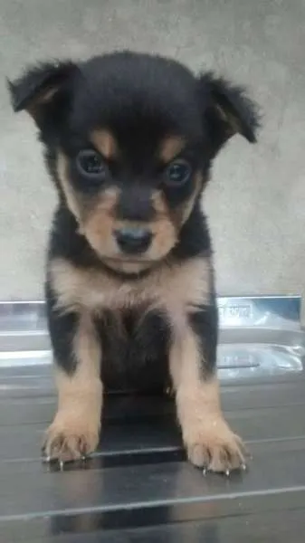 Cachorro ra a srd idade 2 a 6 meses nome bebes mini