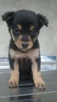 bebes mini