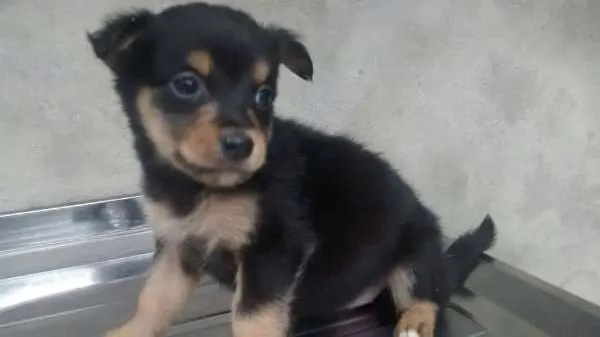 Cachorro ra a srd idade 2 a 6 meses nome bebes mini