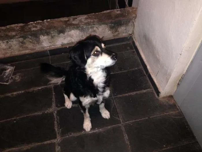 Cachorro ra a  idade 7 a 11 meses nome Ted