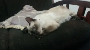 Gato raça SRD idade 1 ano nome Mia