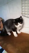 PRETINHA