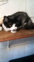 PRETINHA