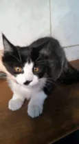 PRETINHA