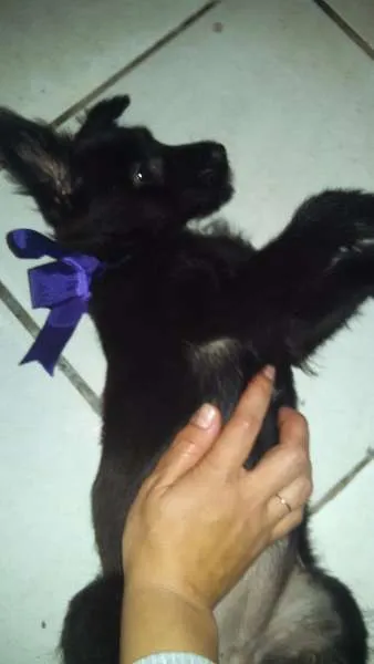 Cachorro ra a SRD idade 2 a 6 meses nome CIDINHA