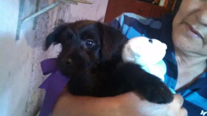 Cachorro ra a SRD idade 2 a 6 meses nome CIDINHA