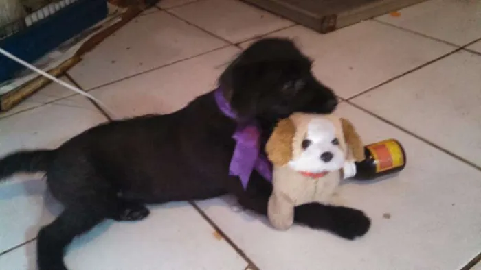 Cachorro ra a SRD idade 2 a 6 meses nome CIDINHA