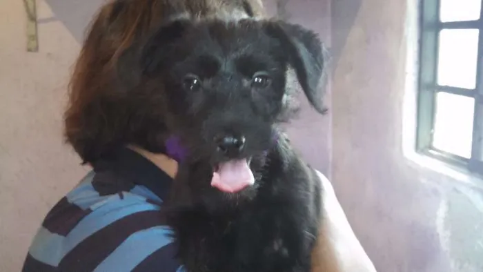 Cachorro ra a SRD idade 2 a 6 meses nome CIDINHA