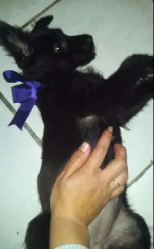 Cachorro raça SRD idade 2 a 6 meses nome CIDINHA