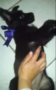 CIDINHA