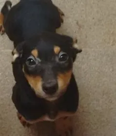 Cachorro raça Vira Lata idade 7 a 11 meses nome Pretinha