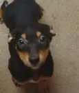 Pretinha