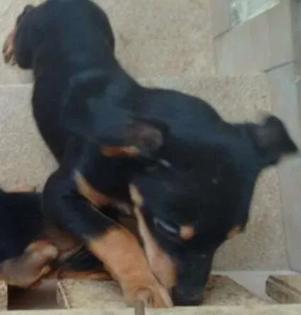 Cachorro ra a Vira Lata idade 7 a 11 meses nome Pretinha