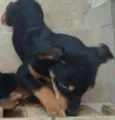 Pretinha