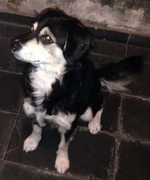 Cachorro raça  idade 7 a 11 meses nome Ted