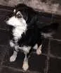 Cachorro raça  idade 7 a 11 meses nome Ted