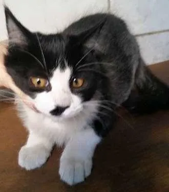 Gato ra a SRD idade 2 a 6 meses nome PRETINHA