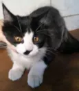 PRETINHA