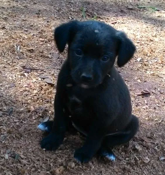 Cachorro ra a SRD idade Abaixo de 2 meses nome sem nome