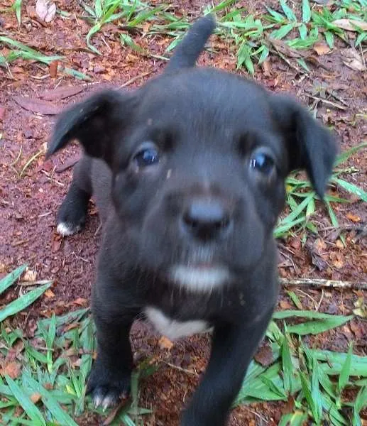 Cachorro ra a SRD idade Abaixo de 2 meses nome sem nome