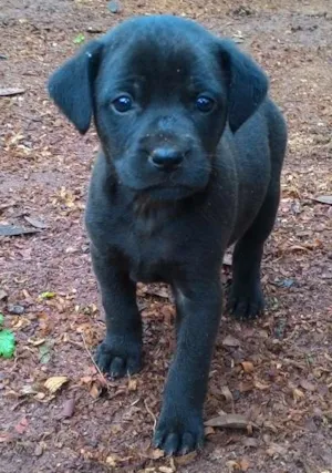 Cachorro raça SRD idade Abaixo de 2 meses nome sem nome