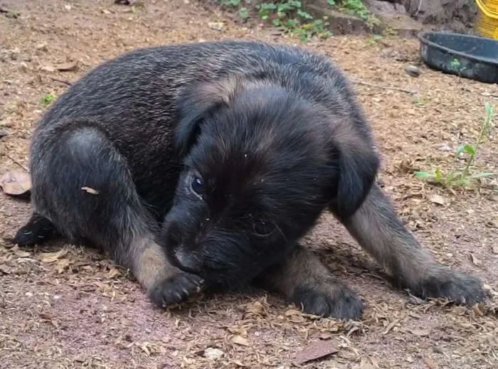 Cachorro ra a SRD idade Abaixo de 2 meses nome sem nome