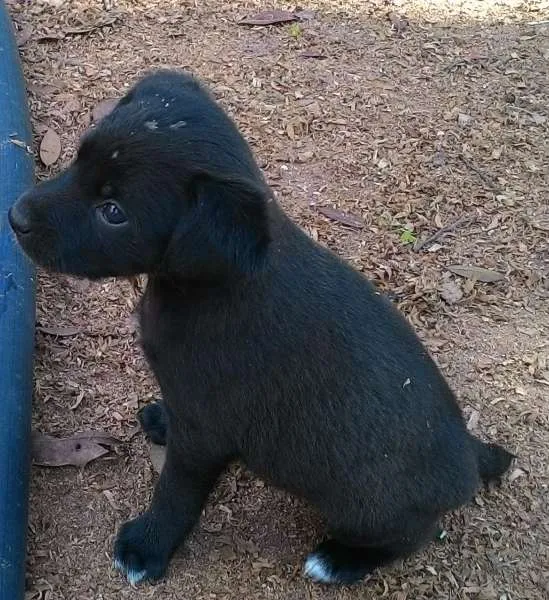 Cachorro ra a SRD idade Abaixo de 2 meses nome sem nome