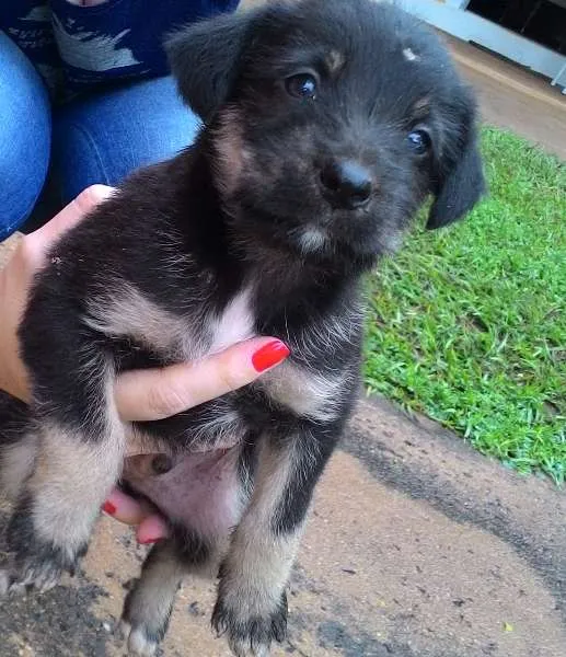 Cachorro ra a SRD idade Abaixo de 2 meses nome sem nome