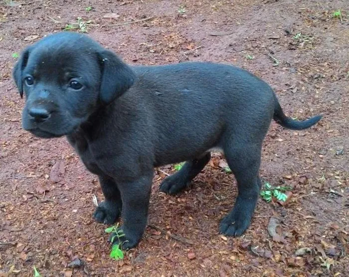 Cachorro ra a SRD idade Abaixo de 2 meses nome sem nome