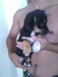 bolt e belinda