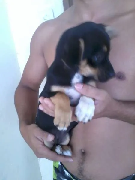 Cachorro ra a nao identificada idade 2 a 6 meses nome bolt e belinda