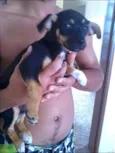 bolt e belinda