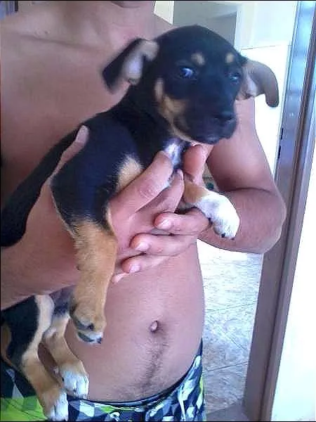 Cachorro ra a nao identificada idade 2 a 6 meses nome bolt e belinda