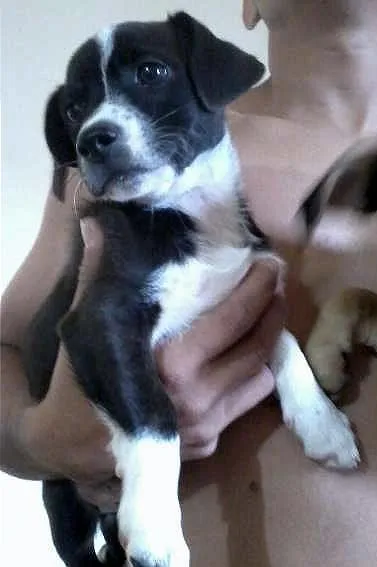 Cachorro ra a nao identificada idade 2 a 6 meses nome bolt e belinda