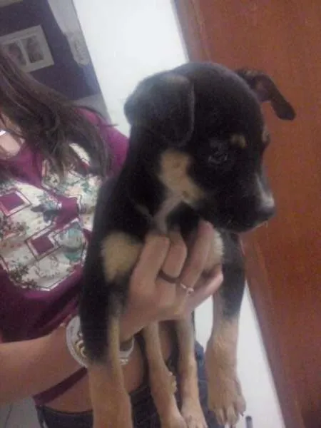 Cachorro ra a SRD idade Abaixo de 2 meses nome Sem Nome