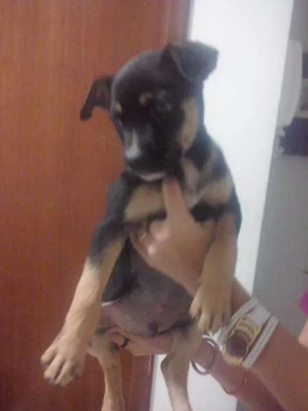 Cachorro ra a SRD idade Abaixo de 2 meses nome Sem Nome
